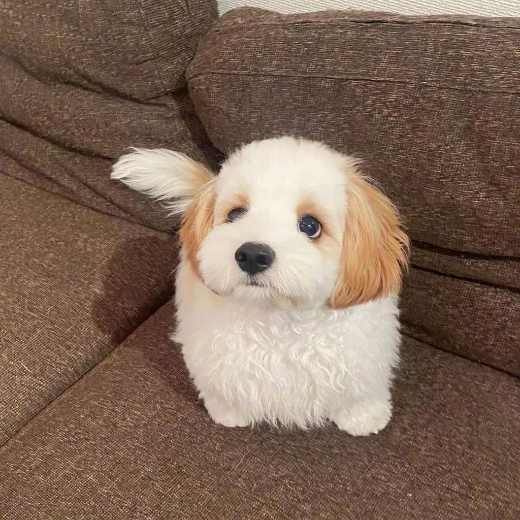 当网红狗长时间不洗澡……哈哈,这也太潦草了!