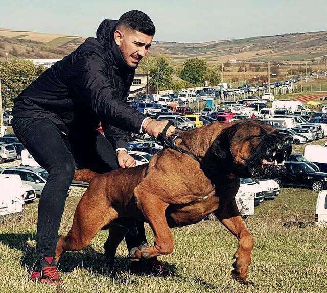 世界10大超大型猛犬,藏獒在它们面前像玩具,你见过最大的狗吗?