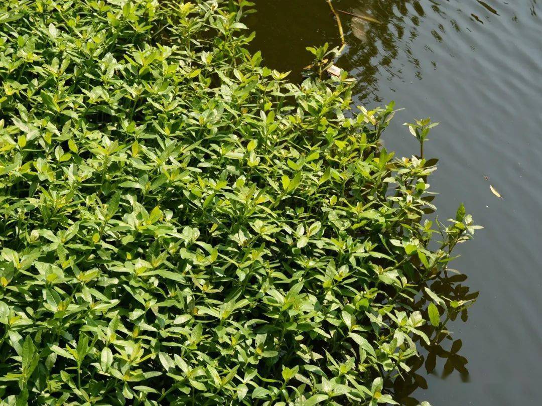 喜旱莲子草:农民非常讨厌的外来入侵野草,却有5大价值,了解下