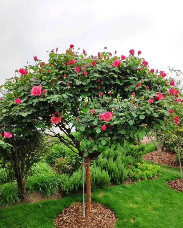 为了让院子更漂亮,我任性栽了一种花,现在谁见了都说好看