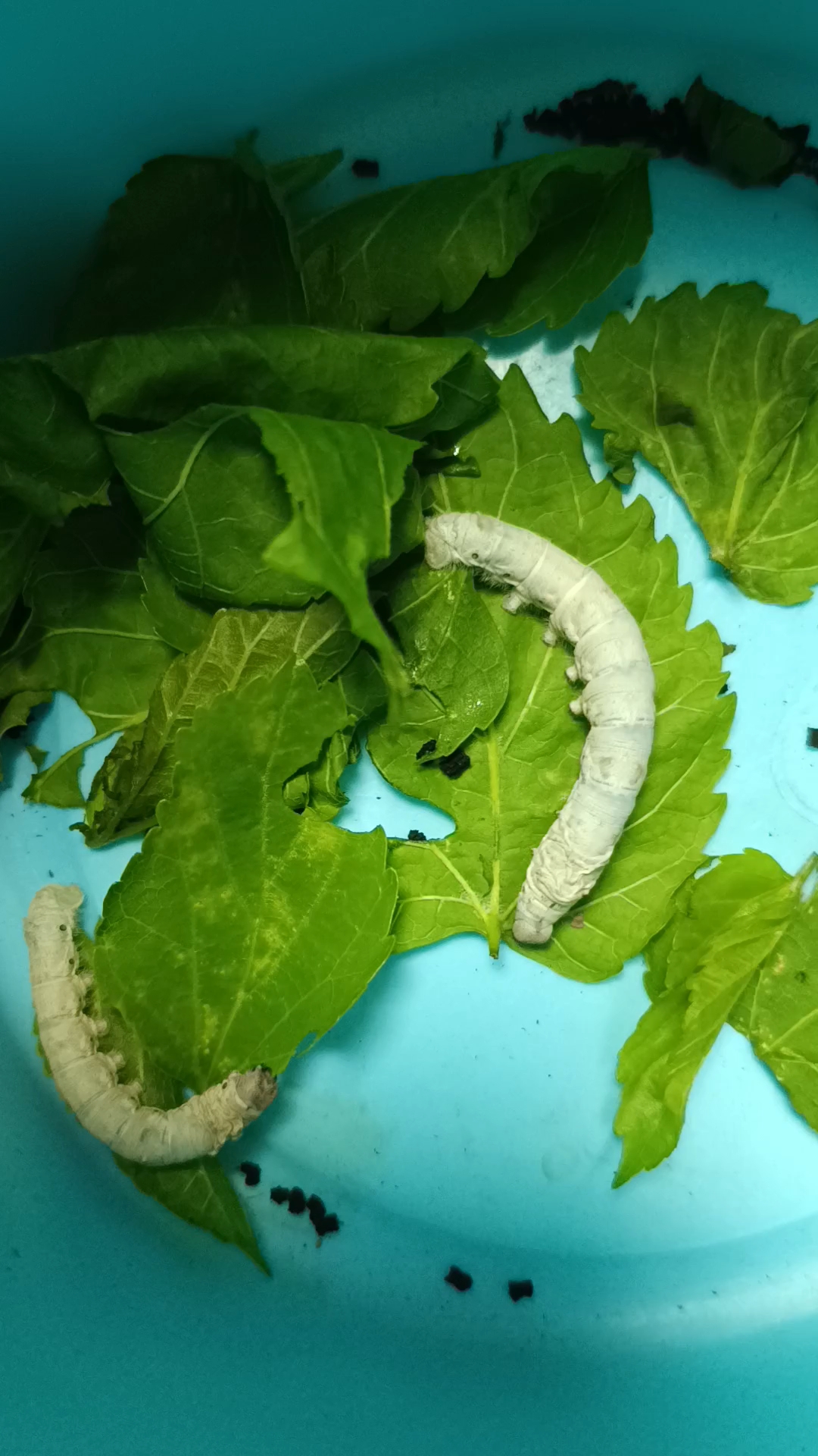 科学课要养的蚕已经长大了