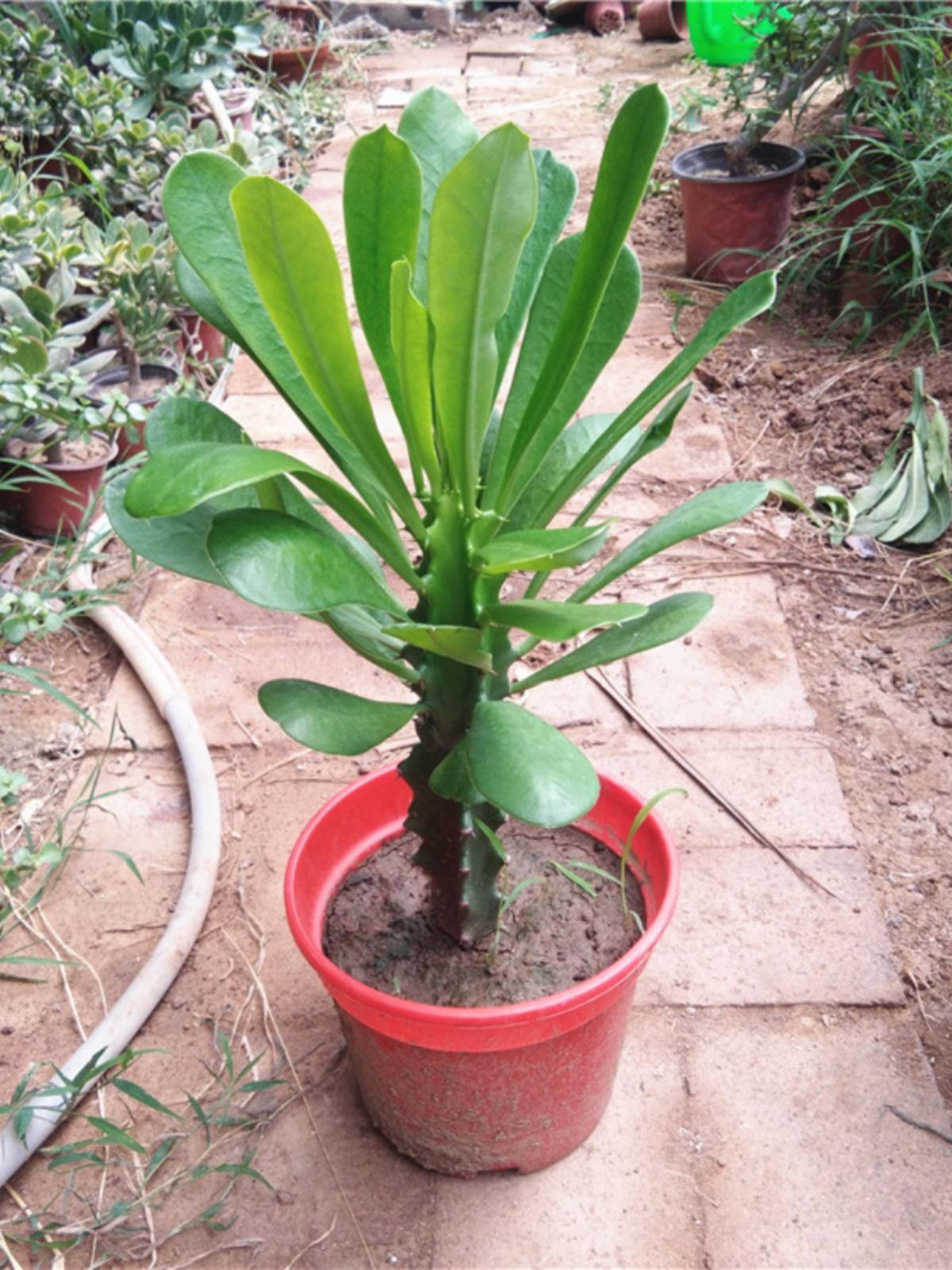 霸王鞭:一种多肉植物的养殖方法