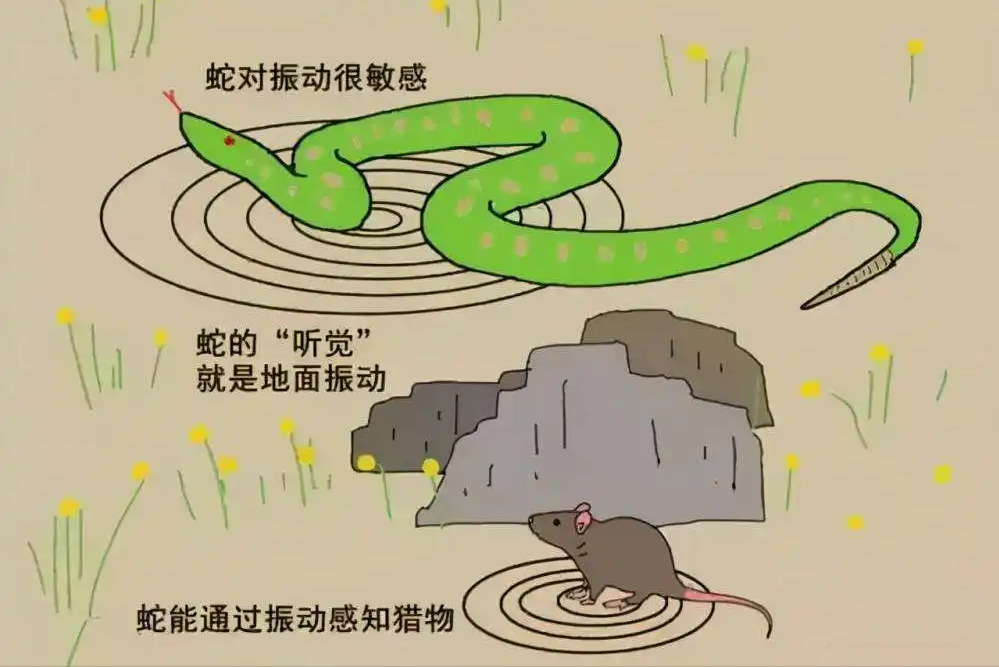 农村老人说闯进家里的蛇不能伤害为什么