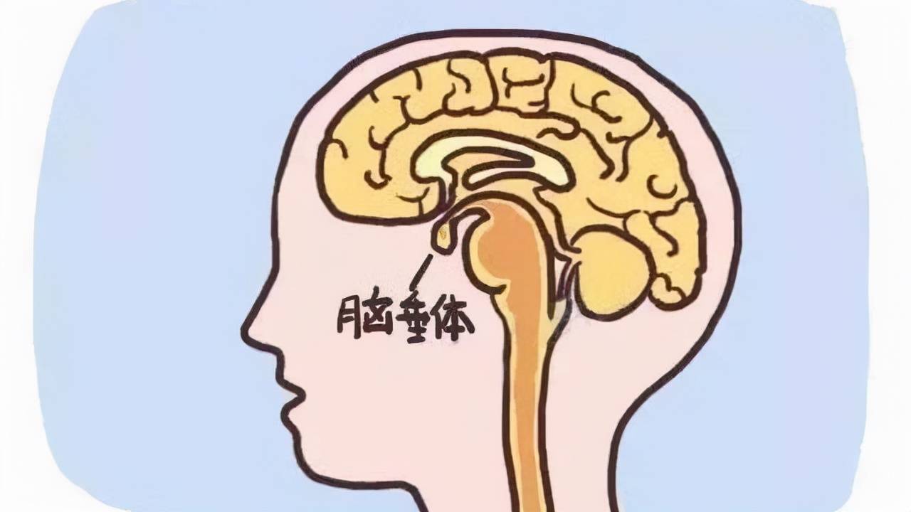 脑垂体简笔画图片