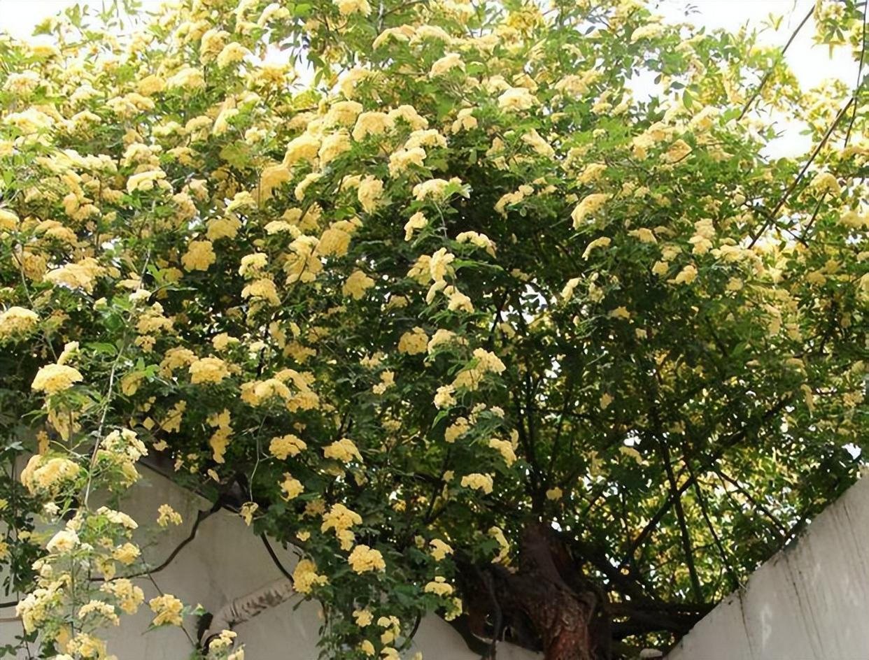 花卉霸主木香花,花开似海,花香迷人,风景优美