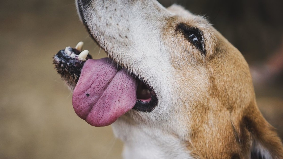 狗狗吐舌头有6个大作用,看看你能知道几个?