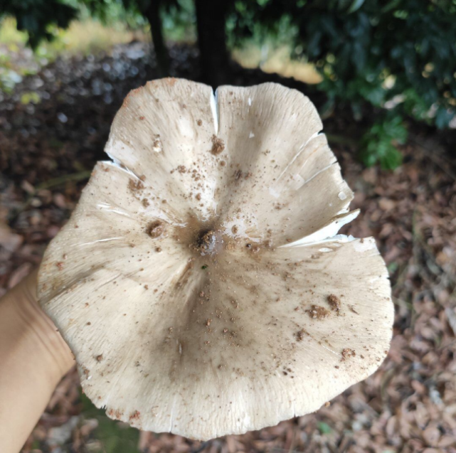 女子上山遇见大量鸡枞菌 夏日鸡枞破土图惹人羡慕