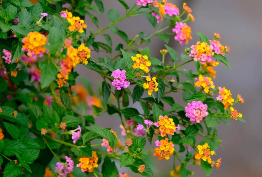 马樱丹概述马樱丹,又称头晕花,臭草,是一种在农村广泛分布的植物.