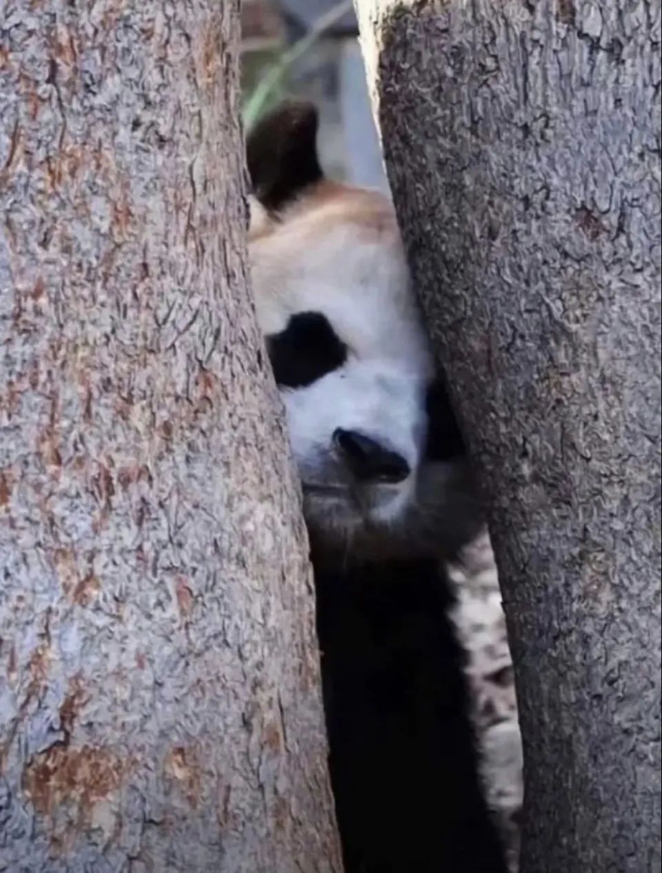 好愛熊貓表情包,太可愛嘍