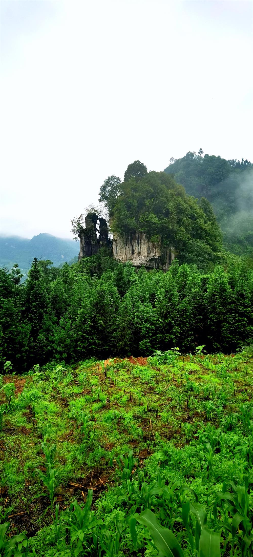 「创建天府旅游名县」古蔺箭竹:藏在云雾里的苗乡