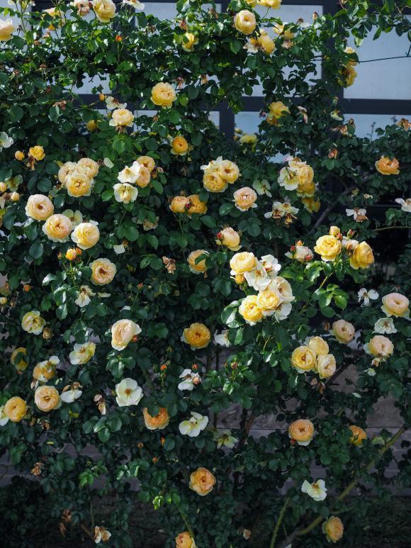 藤本月季——攀爬能力强,种植时注意这几点,花期更长