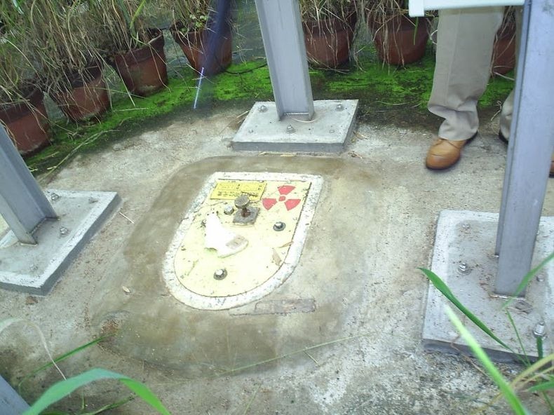 五十年代,美国采用核辐射诱变育种,培育出巨型花生和最甜西柚