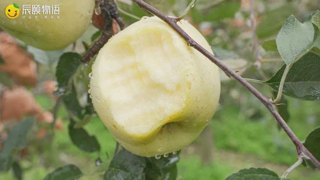 辰颐物语山东栖霞奶油富士:脆爽多汁的"金苹果",晚熟更好吃!
