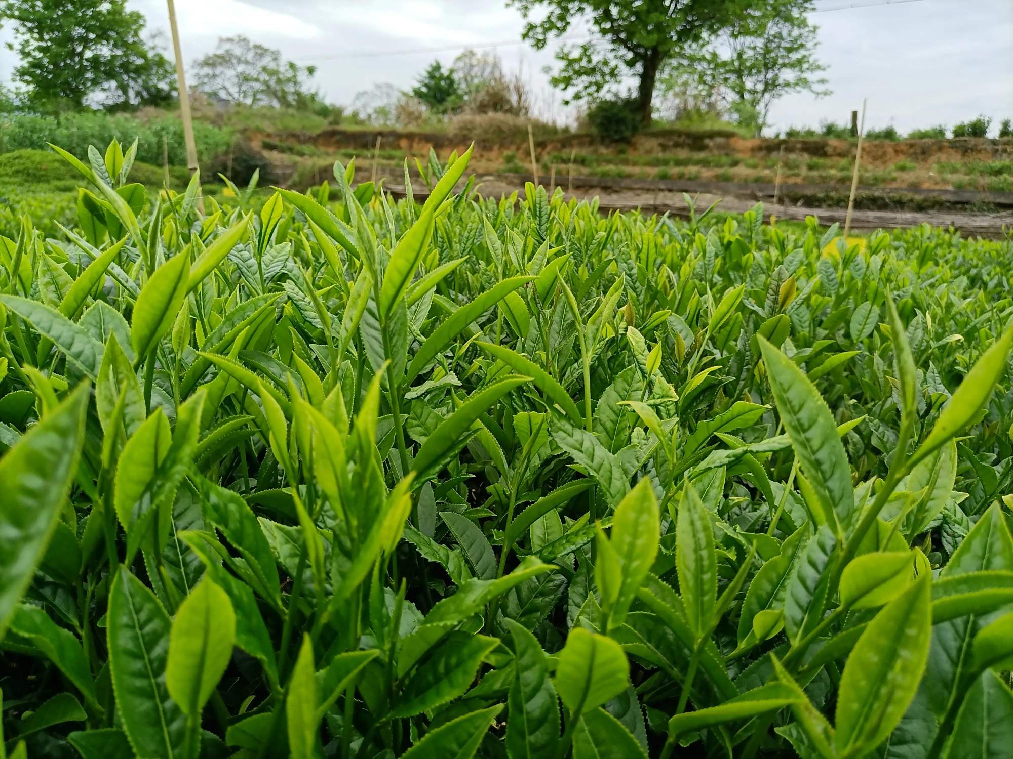 生长茂盛的茶苗(一)