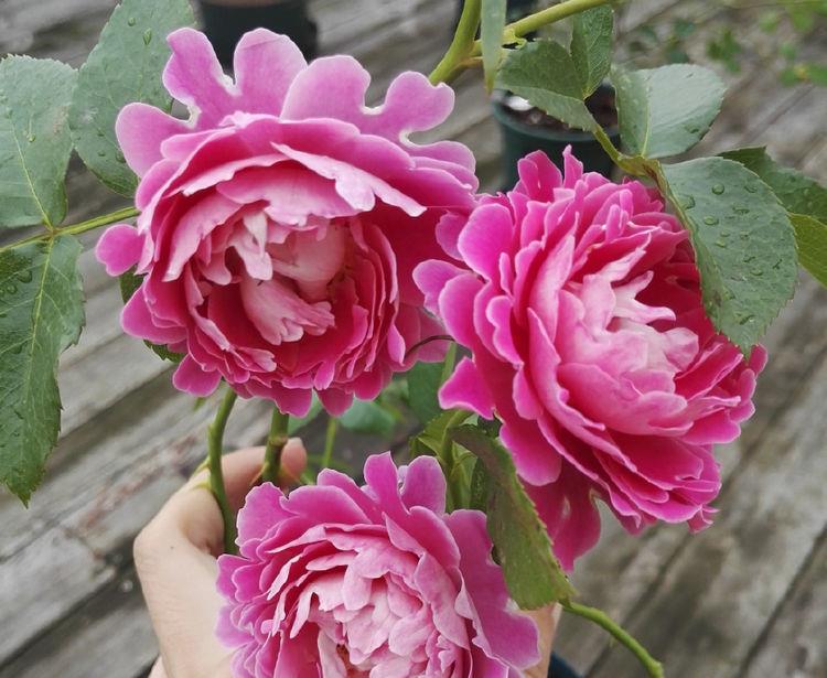 珍品月季"梦幻褶边"