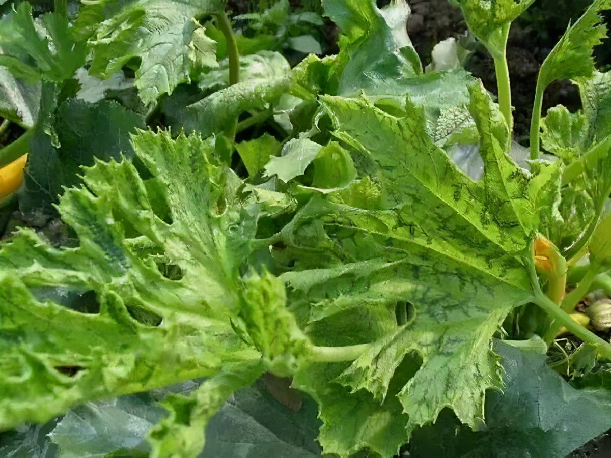 西葫芦病毒病传染性大?识别症状是基础,综合防控能解决