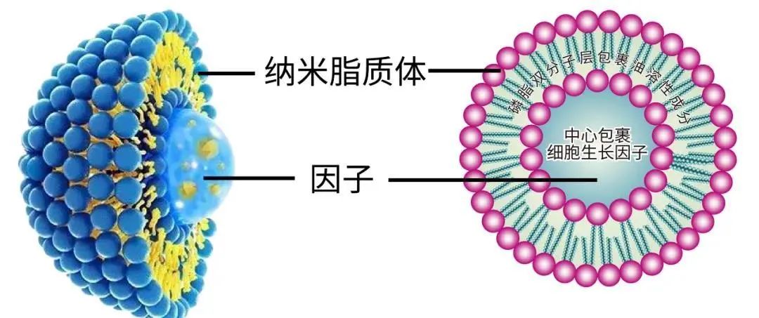 乳化示意图图片