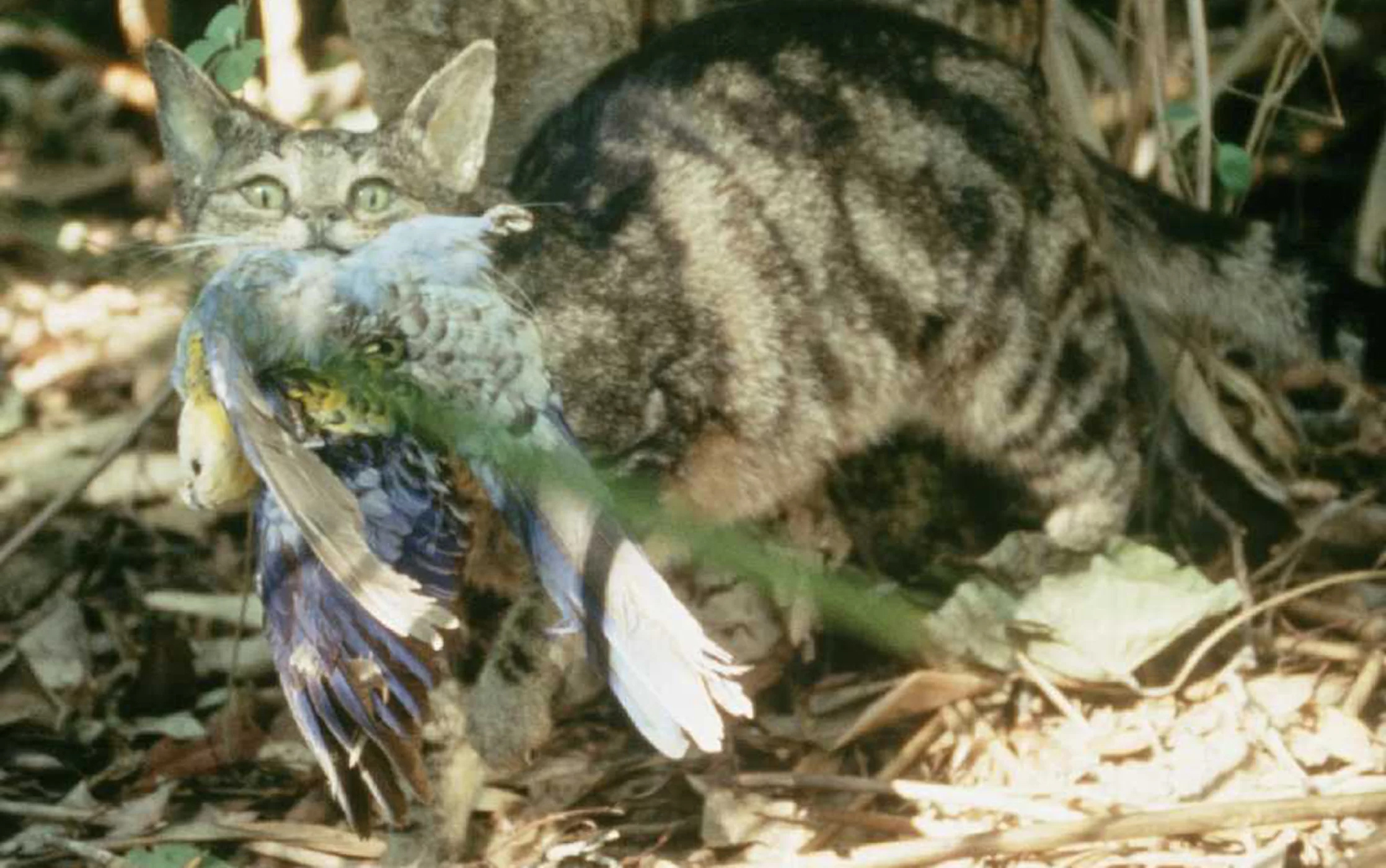 澳洲2000万只野猫入侵泛滥,猫在我国属于入侵物种吗?为什么?