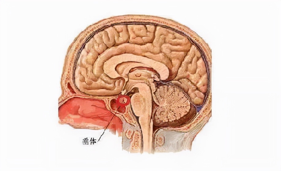 下丘脑与垂体的位置图图片