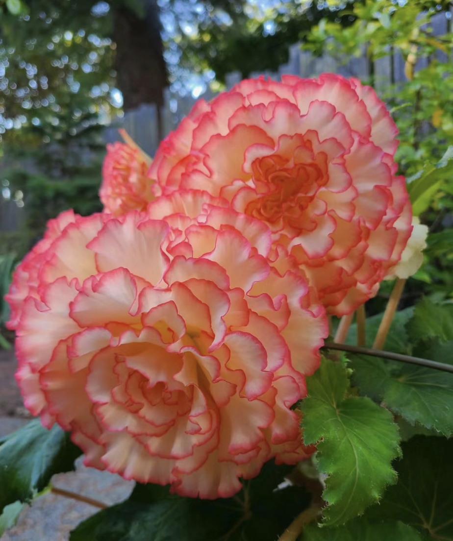 7种"不死花",不用多管它,呼呼开成花海,想养死都难!