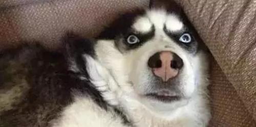 二哈闲得无聊,于是就跟自己的脚打了起来,太沙雕了!