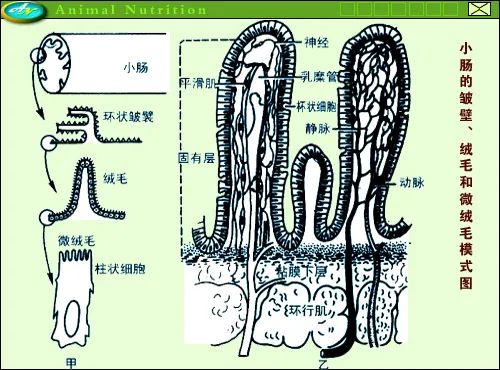 肠腺在哪里图片图片