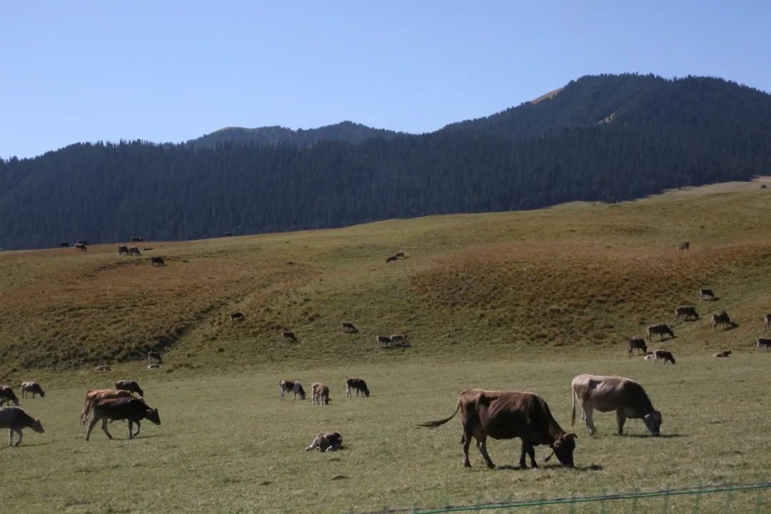 新疆褐牛基地图片