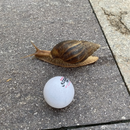 推荐紧急提醒！这种蜗牛千万别碰，会传播结核病、脑膜炎、脑炎等