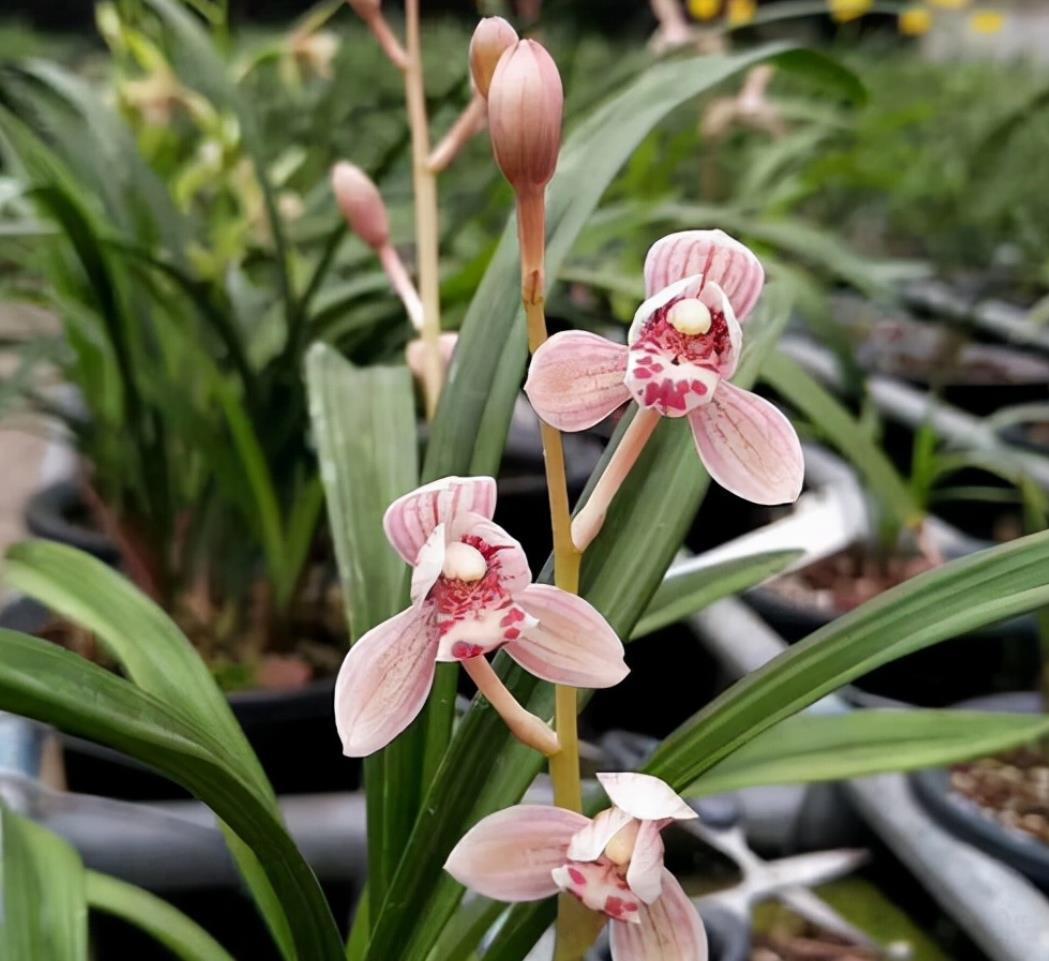四季兰名花——东方红荷,花型正格,花色水红,香气轻松飘满园