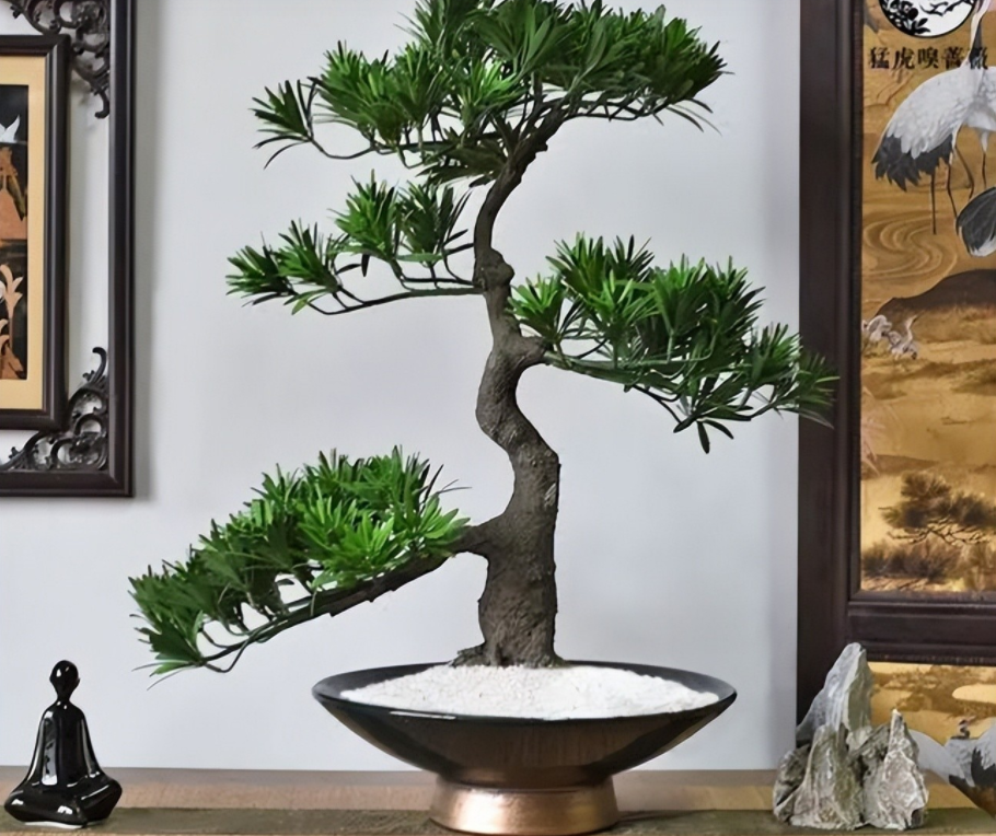 家里养一棵罗汉松,典雅又大气,放在家中上档次