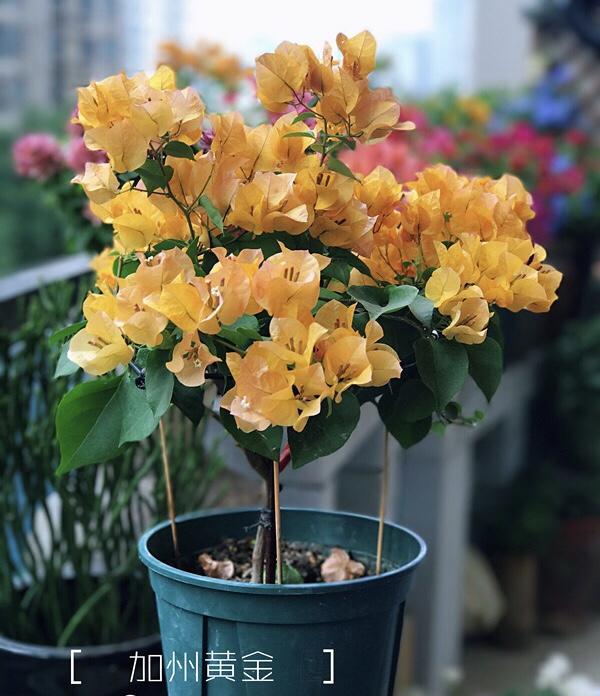 跟着"老花匠"养三角梅,教你学"5招",花朵开爆盆,3年变老桩