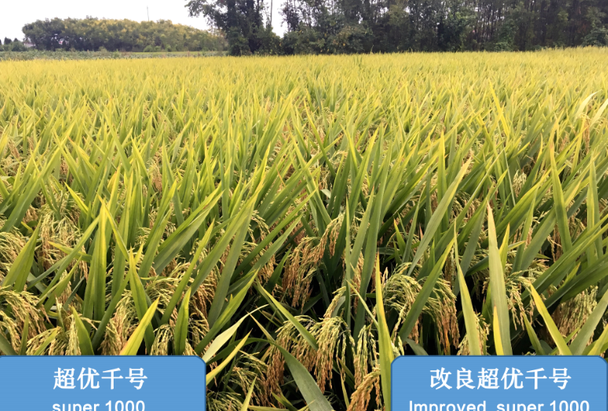 超级杂交水稻品种湘两优900(超优千号),产量刷新世界纪录