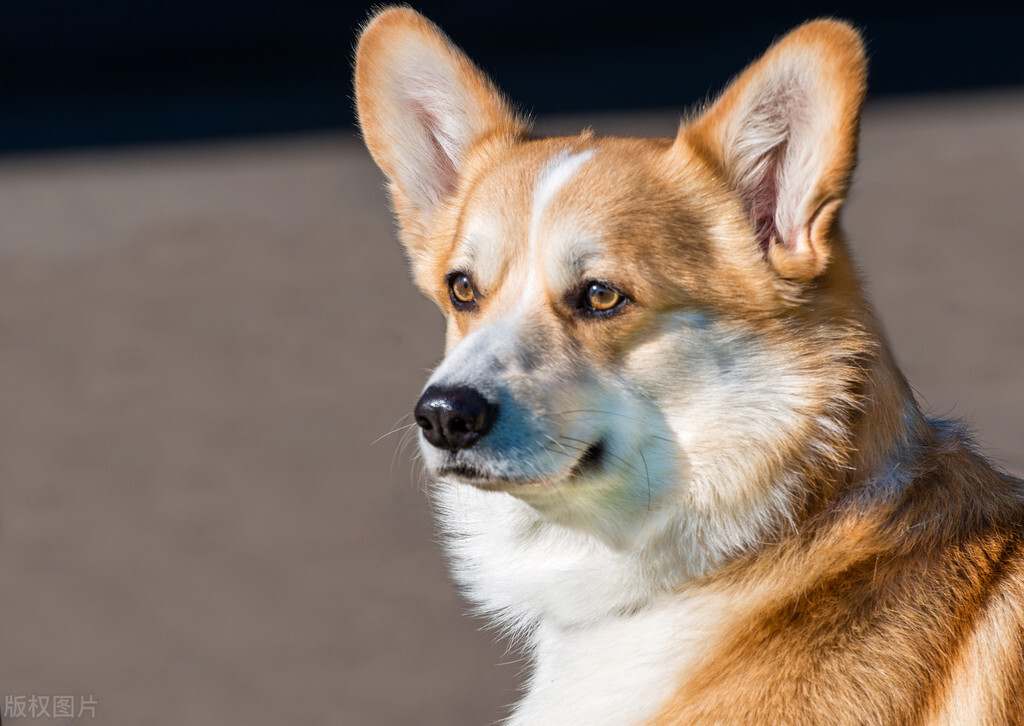 比柯基犬更小的柯基犬——卡迪根威尔士柯基犬!