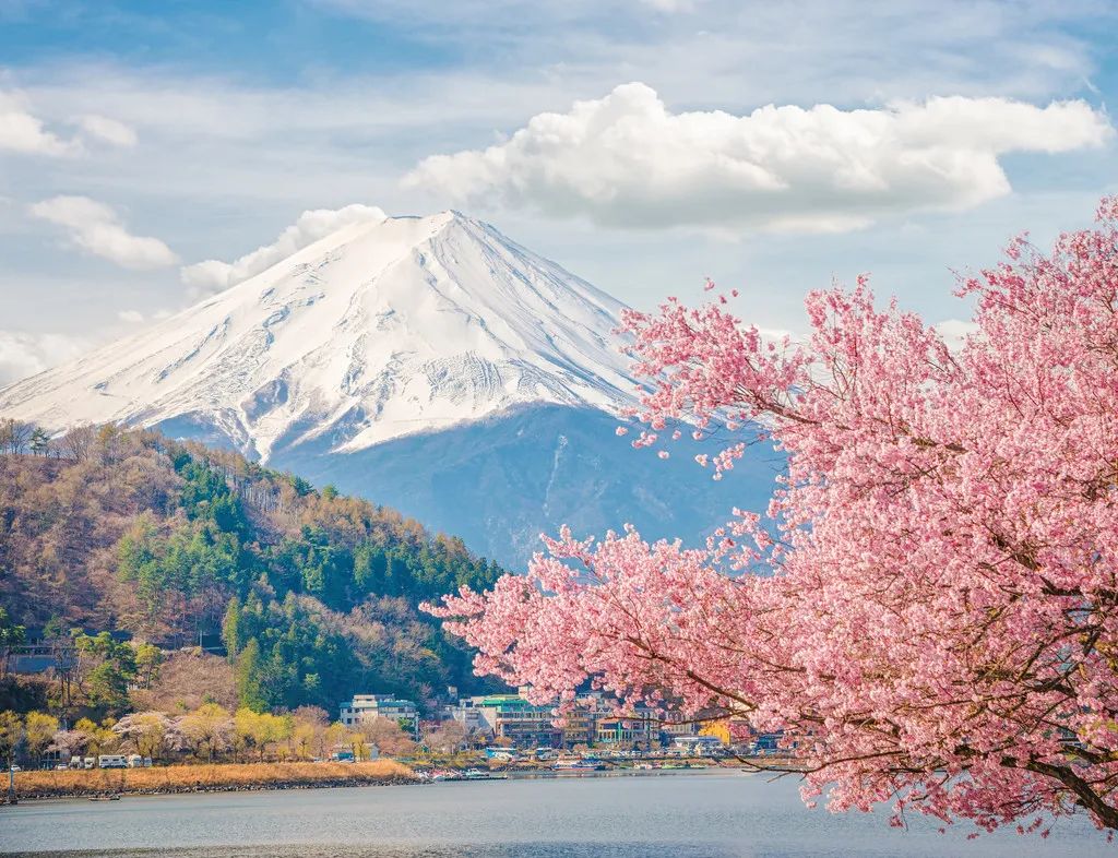 日本樱花照片最美图片