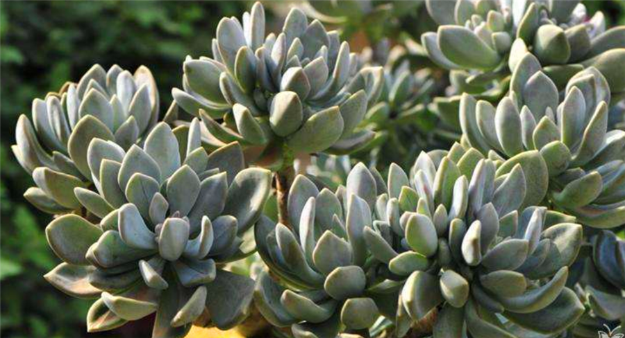 冬美人越养越丑?避开3个雷区,常做1件小事,养成粉色悬崖桩