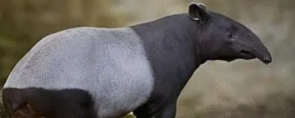 貊是什么动物?貊的外观特点是什么?