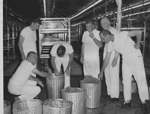 食人蝇堪称嗜血钻头,近百万牲畜被活吃,专家力挽狂澜使出杀手锏