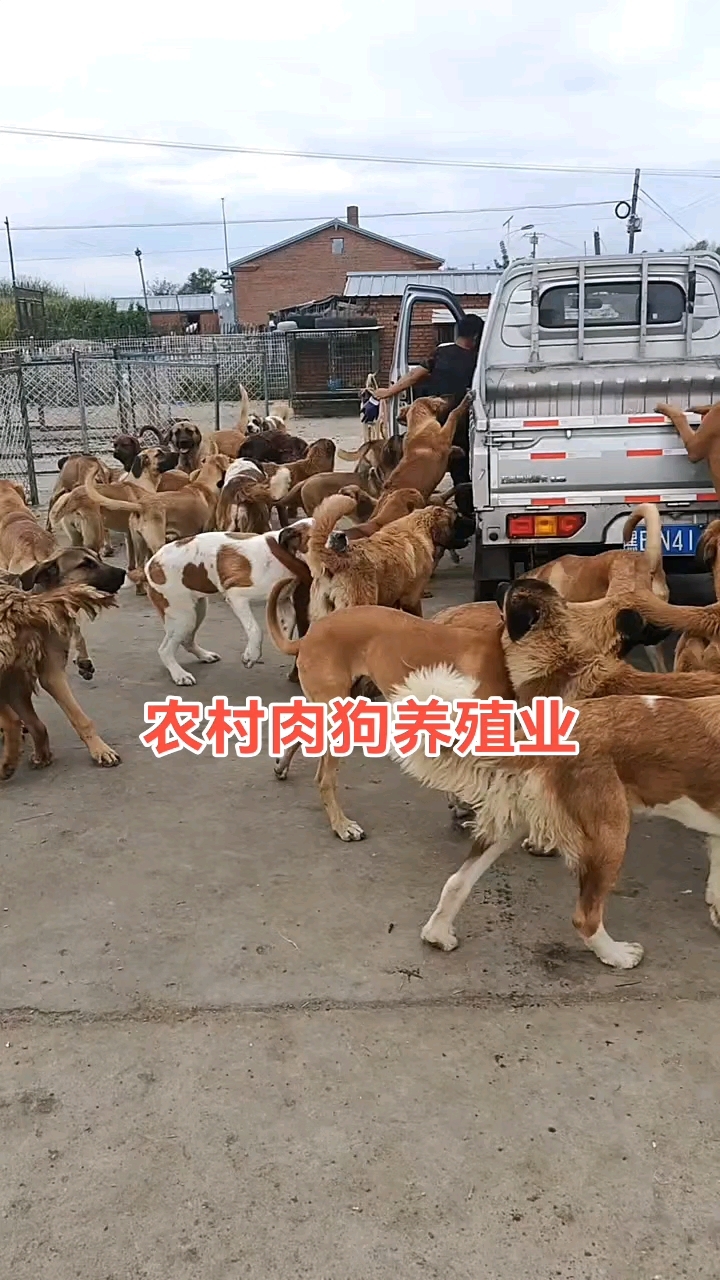 华体会- 华体会体育官网- 华体会体育APP下载昆虫养殖是近年兴起的新兴养殖项目投资少见效快收益高风险低所以倍受
