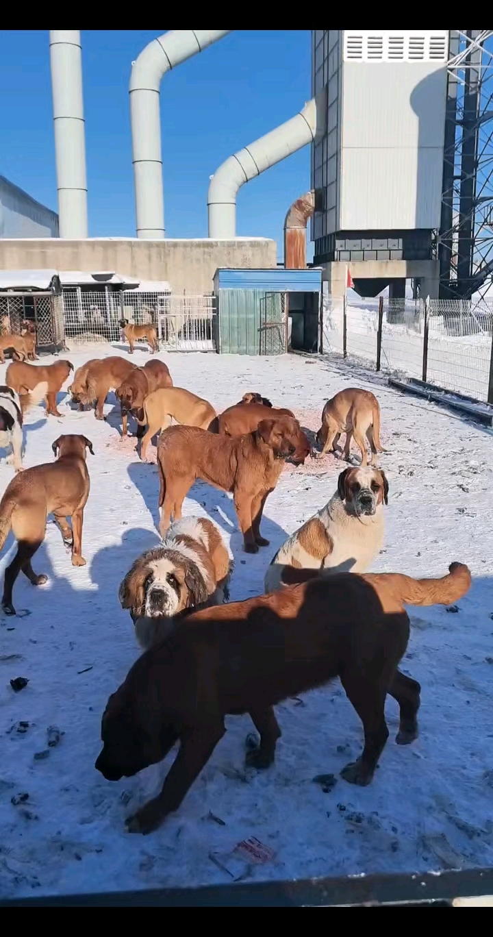 华体会- 华体会体育官网- 华体会体育APP下载养殖行业亏损持续9个月历史规律或指向周期底部资金逆势布局主题ETF