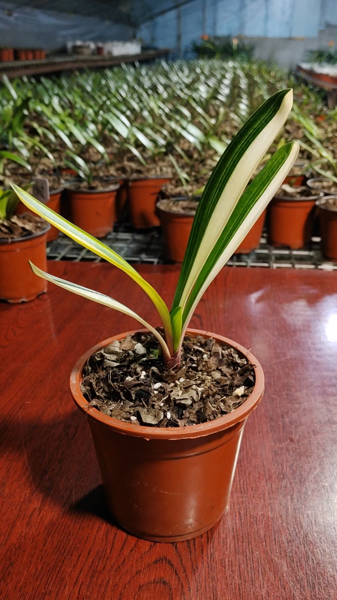 君子兰鸳鸯彩艺