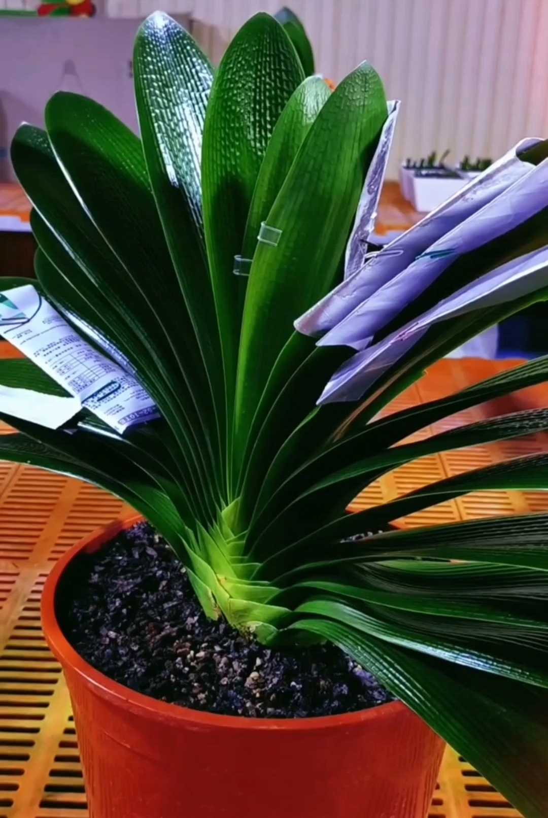 君子兰精品欣赏