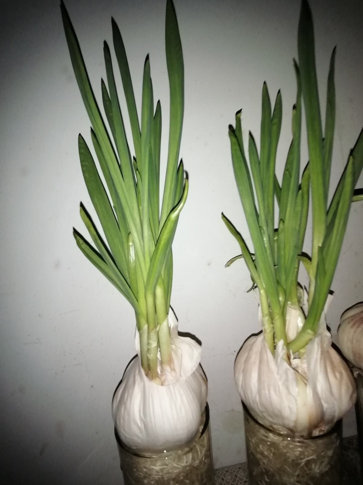 土里埋个蒜瓣,3天出芽,半个月长蒜苗,养花也好用