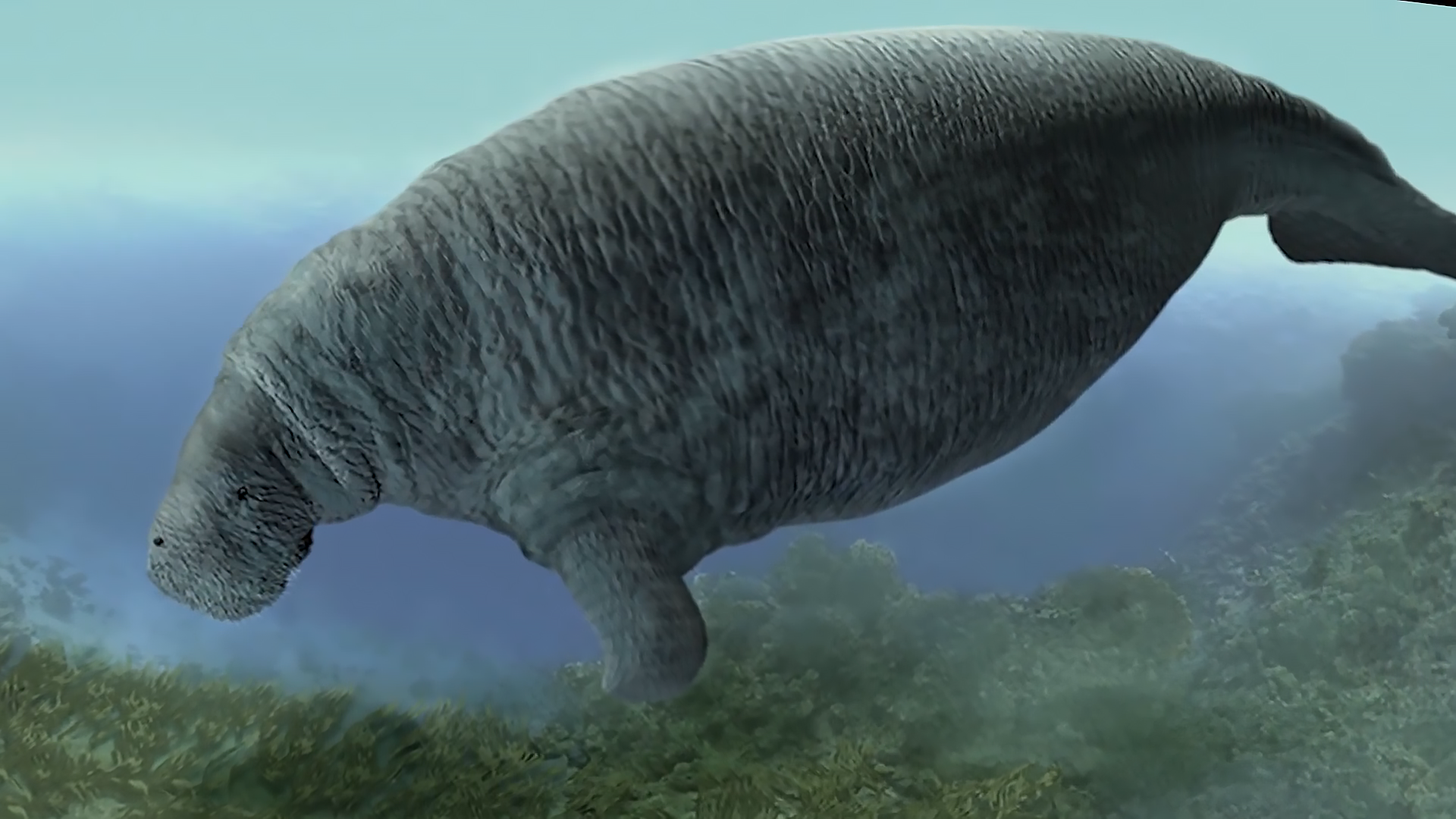 不到30年的时间,大海牛就灭绝了,再牛的海中巨兽也后悔遇到人类