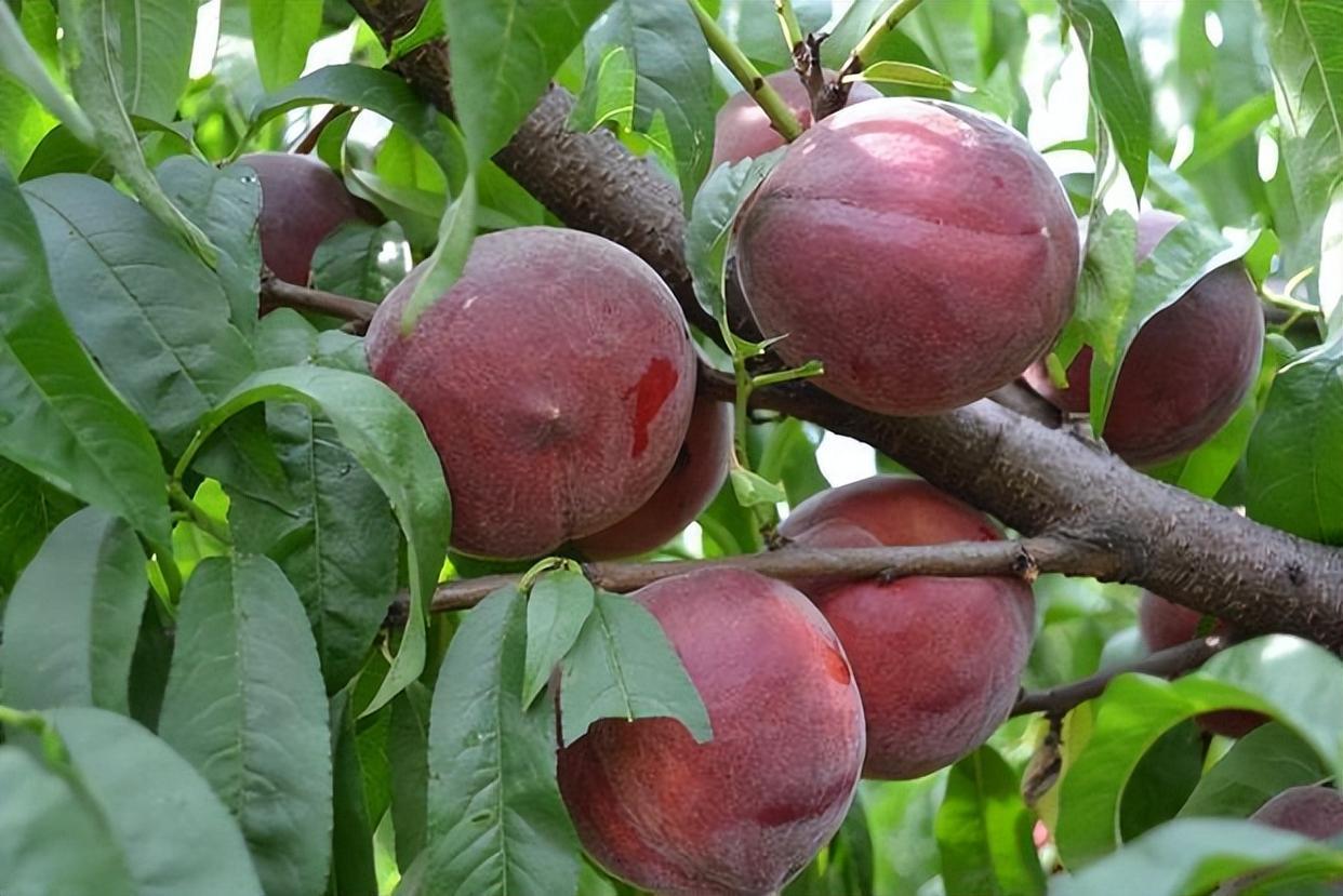 我国的昂贵果树,抗旱耐寒,果实口感清甜,营养丰富,市场前景好