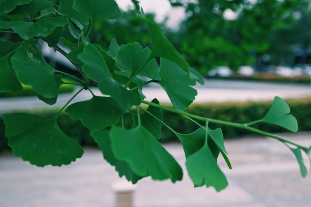 随笔:仲夏的银杏