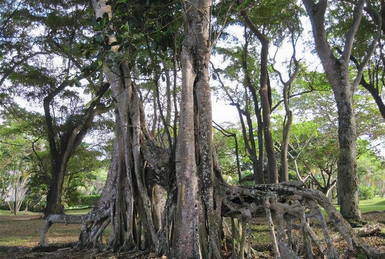 为什么沉香木的价值如此之高?