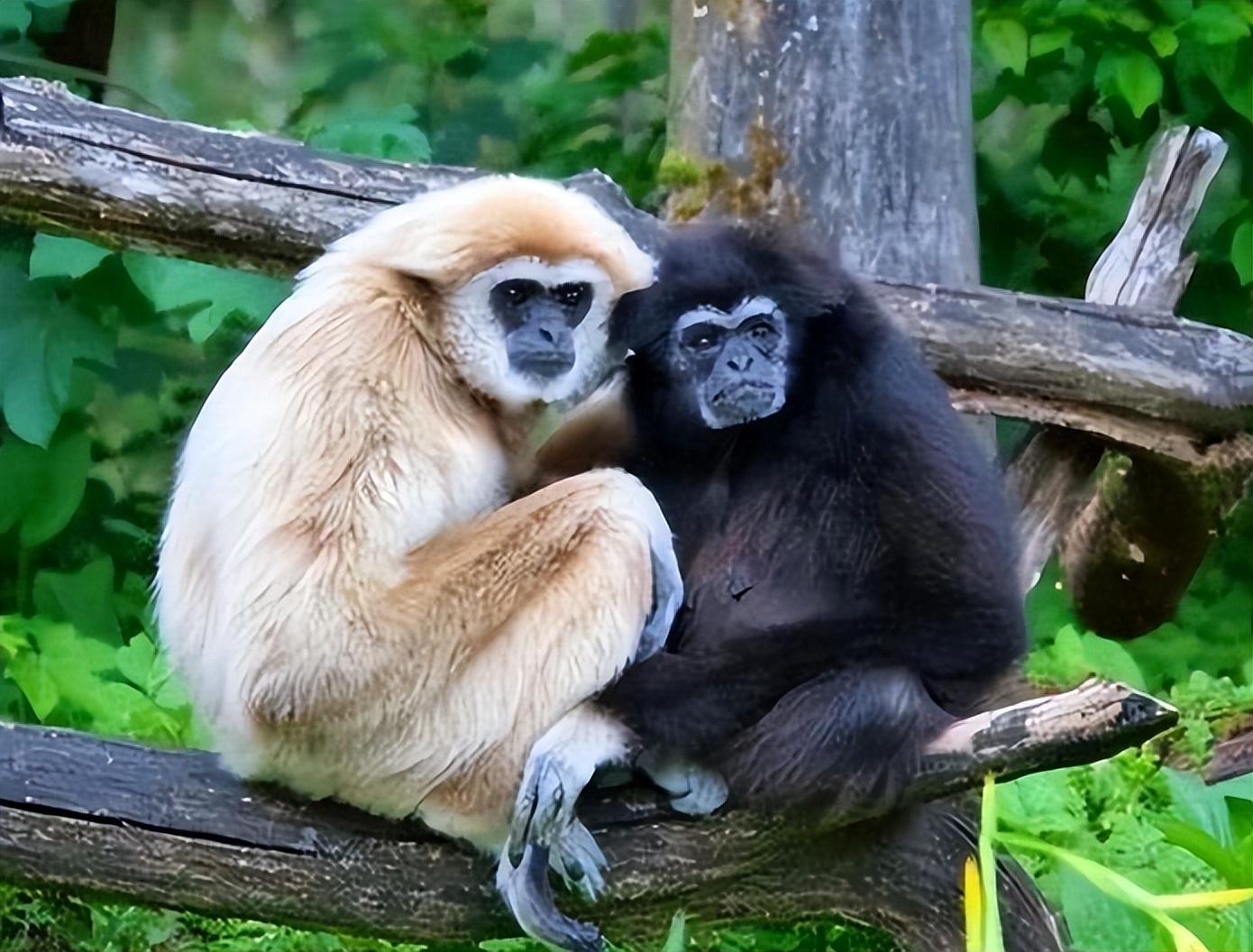 回顾:2021年,日本一母猴"独居怀孕",男饲养员成首要怀疑对象