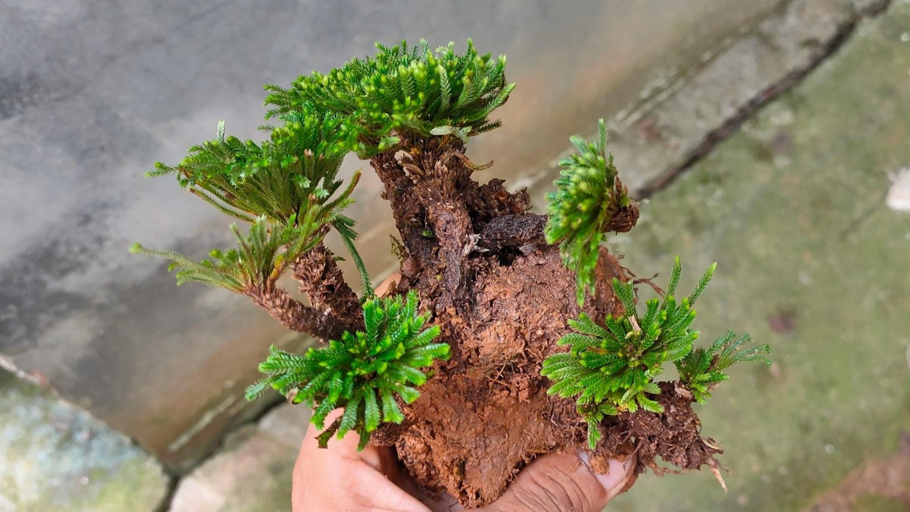 岩石上的神奇植物,暴晒10年死而复生,遇到水之后还能够绿油油的