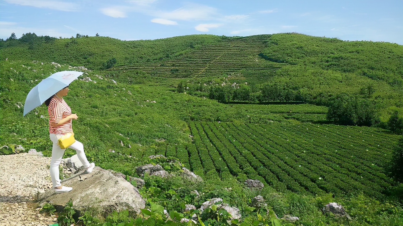 安化云台山,云上有茶园|初夏湘西行①