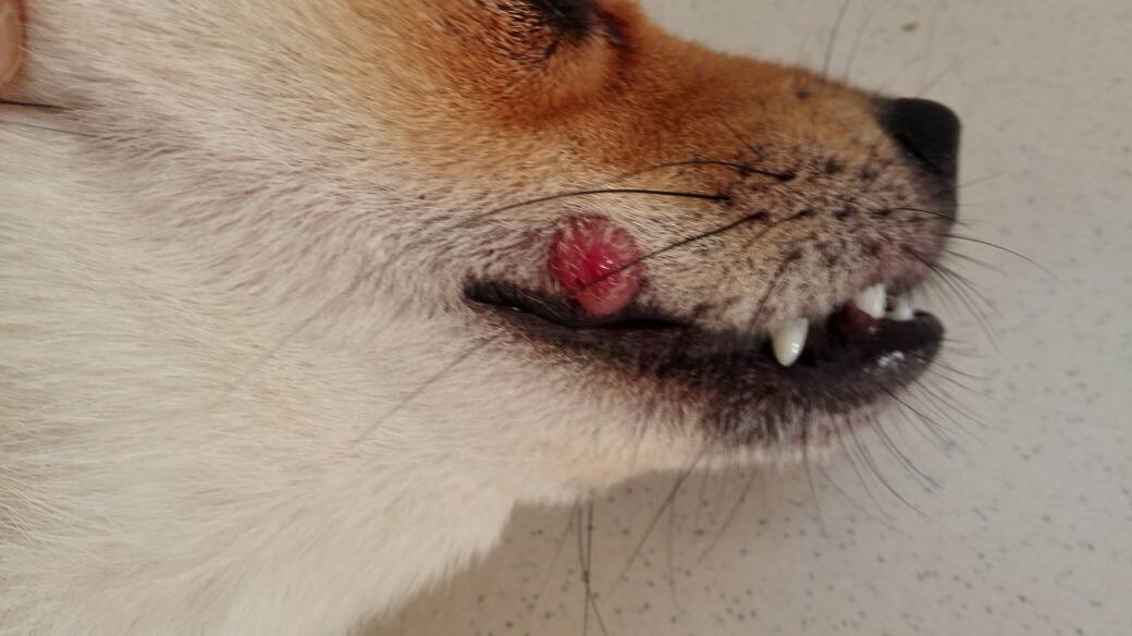 狗狗嘴里长菜花瘤是什么原因